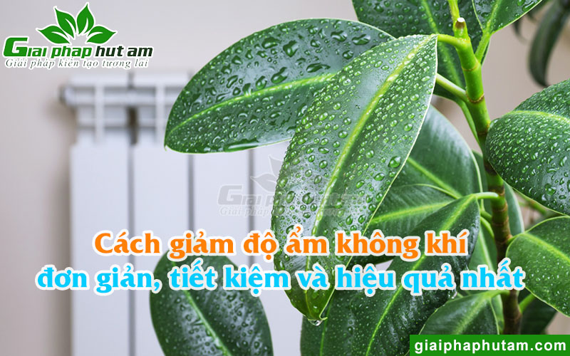 Cách Giảm Độ Ẩm Không Khí Đơn Giản, Hiệu Quả Và Tiết Kiệm Nhất
