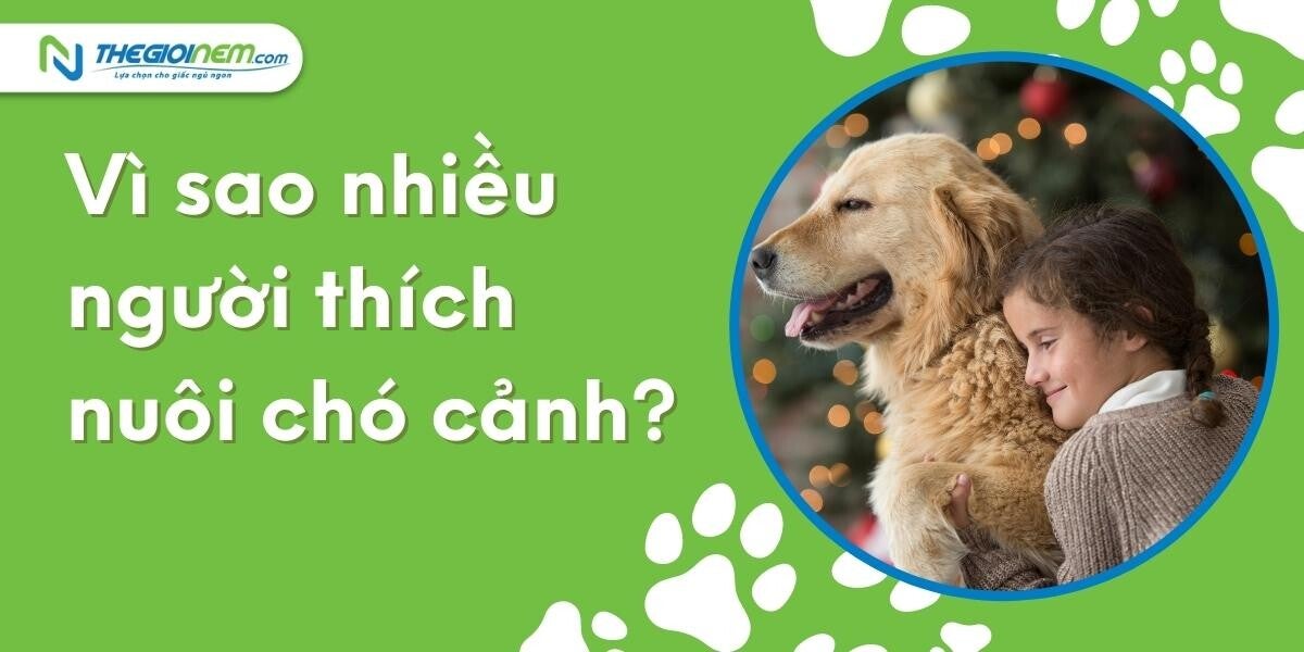 Top những giống chó cảnh được yêu thích nhất | Nệm Cao Su Thiên Nhiên | Thegioinem.com