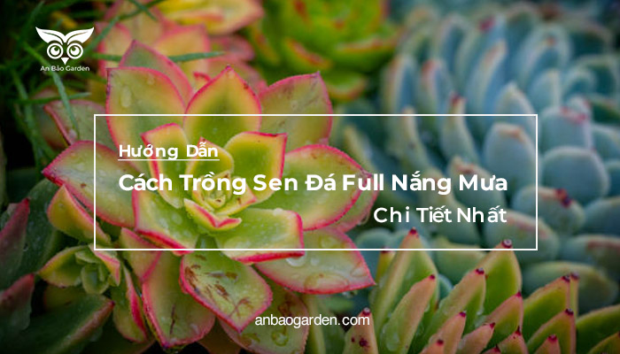 Cách trồng sen đá full nắng mưa chi tiết nhất không phải ai cũng biết