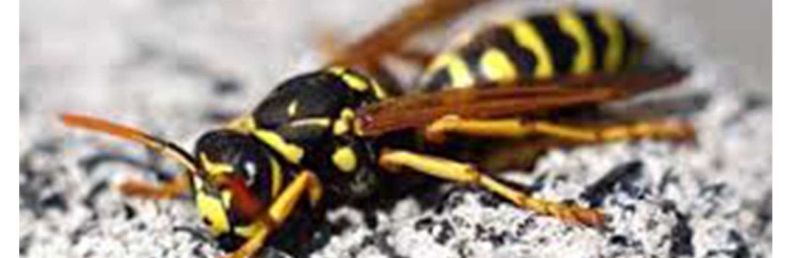 Goode Wasp Removal Perth
