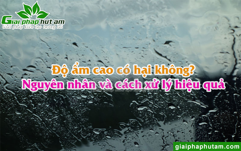 Độ Ẩm Cao Có Tốt Không? Nguyên Nhân Và Cách Khắc Phục Độ Ẩm Hiệu Quả