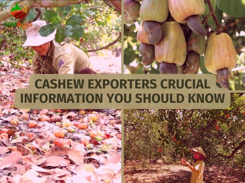 Cashew Exporters Crucial Information You Must Know