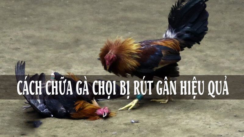 Cách Chữa Gà Chọi Bị Rút Gân Đơn Giản Mà Hiệu Quả
