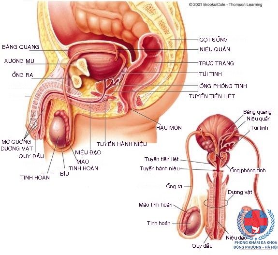 Bệnh viêm tuyến tiền liệt ở nam giới - PHÒNG KHÁM ĐA KHOA ĐÔNG PHƯƠNG