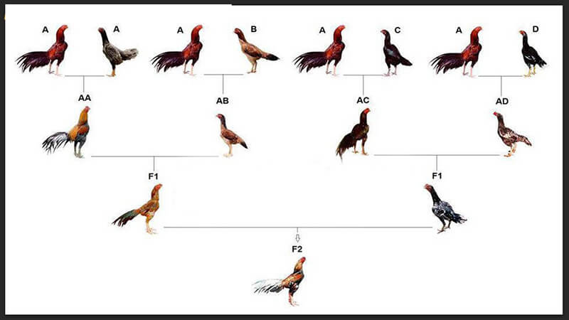 Bật mí công thức đổ gà đúng kí theo ý muốn chính xác
