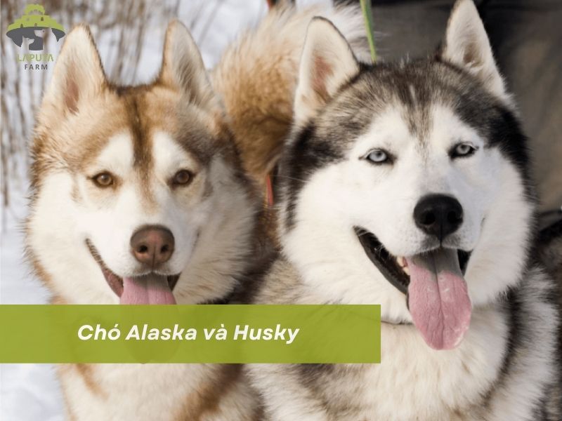 Chó Alaska và Husky khác nhau như thế nào? Cách phân biệt