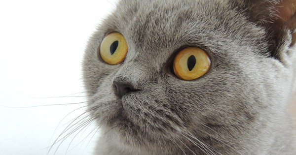 NMK Pro's answer to What should cats with kidney disease avoid? - Quora