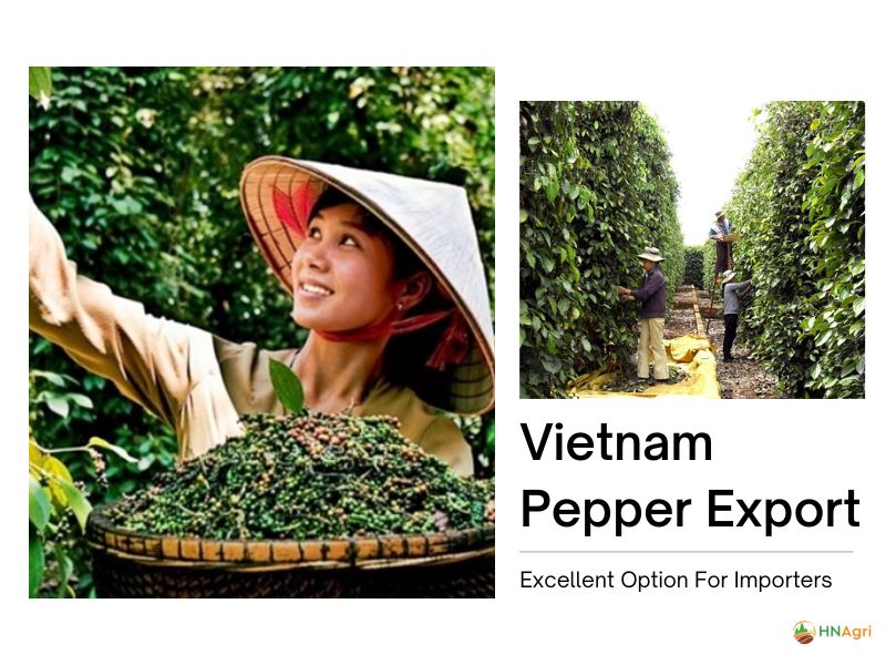 Vietnam Pepper Export Is An Excellent Option For Importers