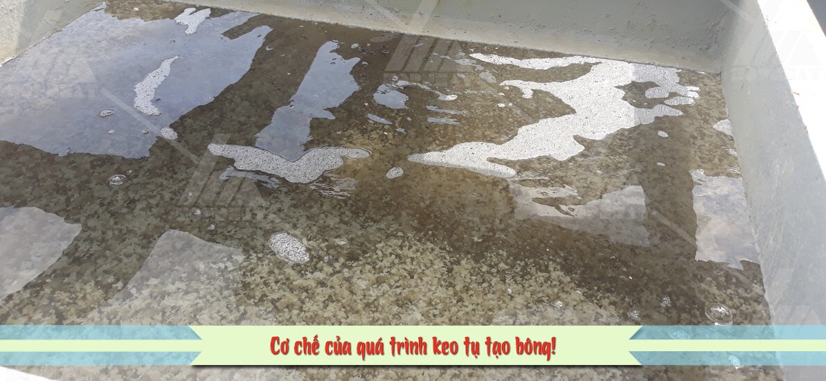 Cơ chế hoạt động của bùn vi sinh trong xử lý nước thải