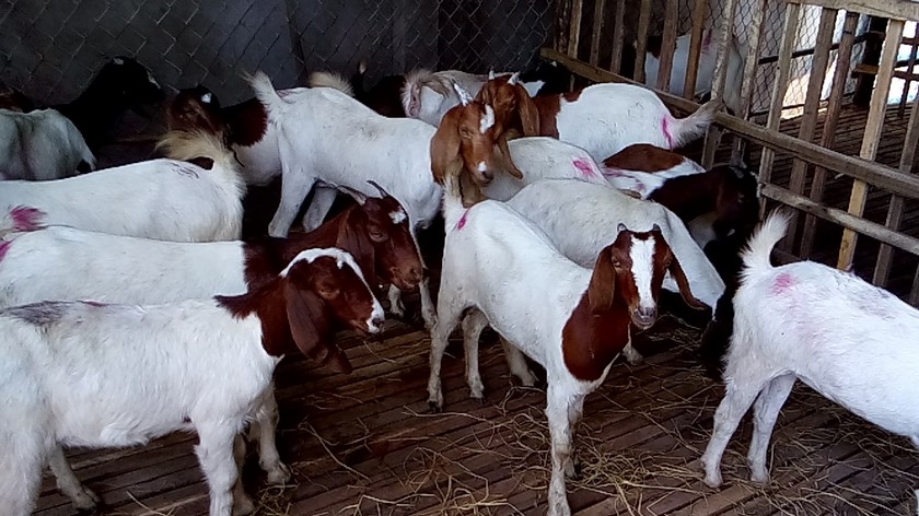 Giá dê hơi, dê thịt bao nhiêu tiền 1kg ? Mới nhất hôm nay