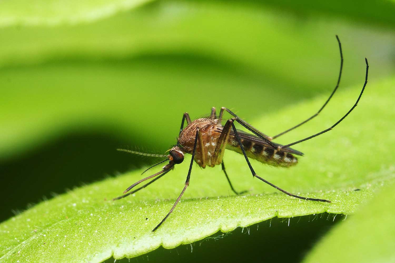 Mosquitoes pest control in Dubai