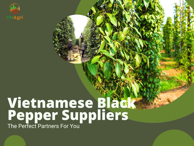 Vietnam Black Pepper Suppliers Are The Perfect Partners For You