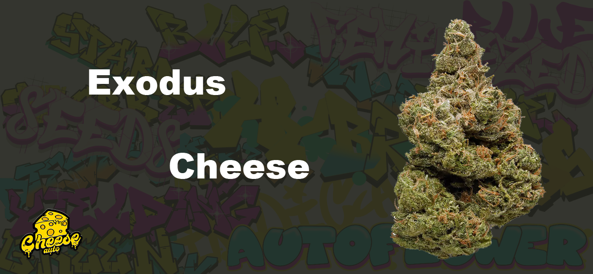 Exodus Cheese Strain ??‍♂️ - Review & Information - Cannabis seeds 2023
