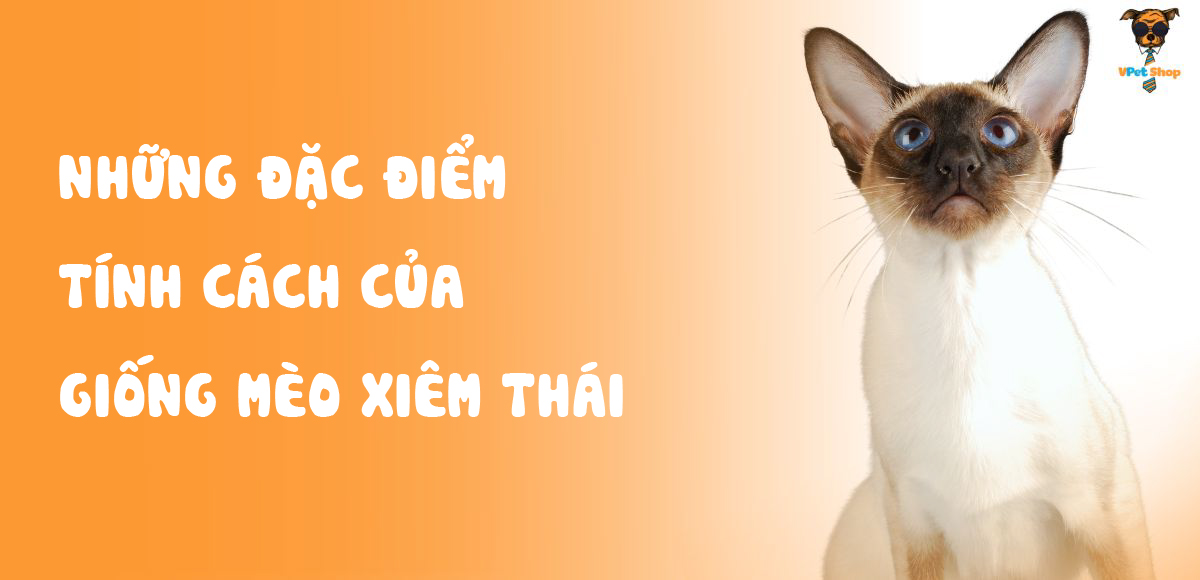 5 Loại mèo Xiêm Thái phổ biến và hút hồn người yêu mèo
