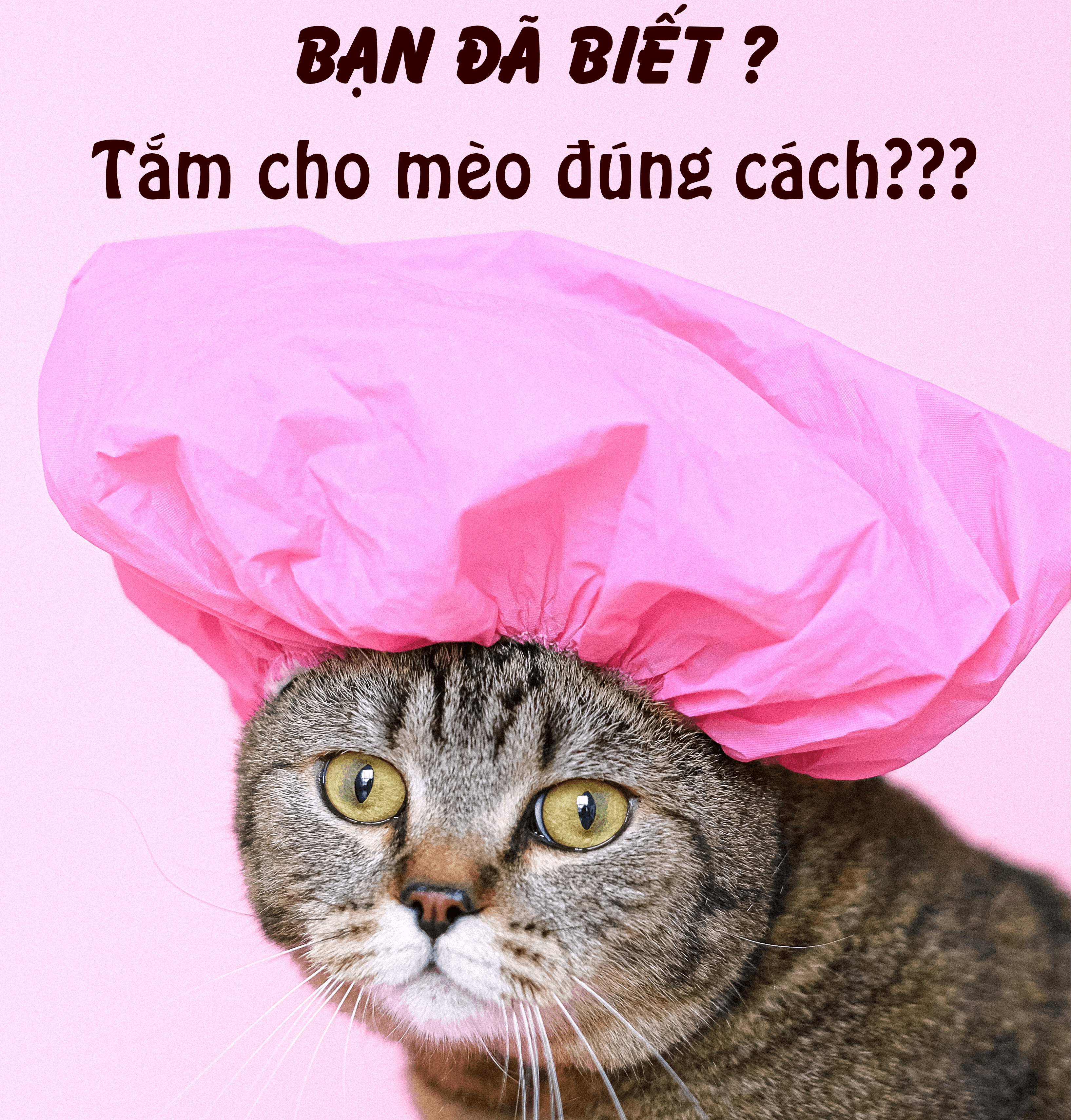 Cách tắm cho mèo bằng sữa tắm khô - Vkill Thú Cưng