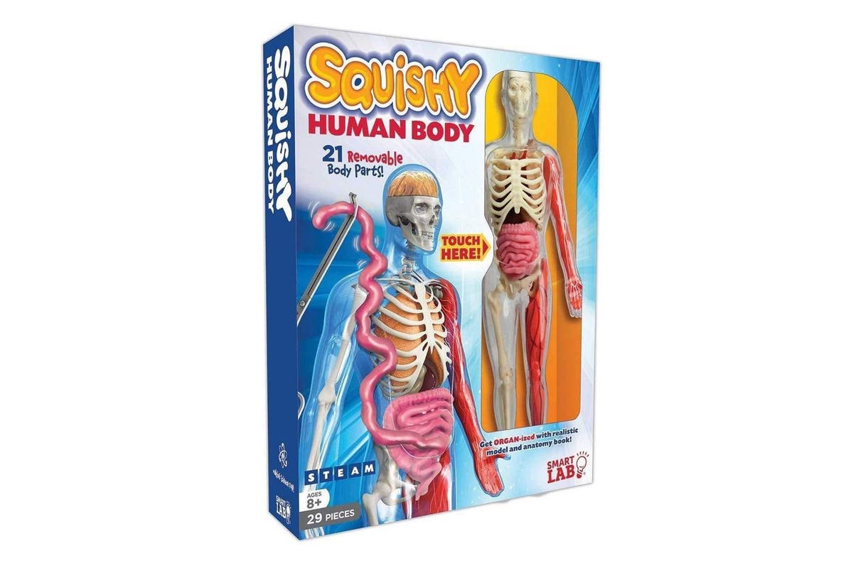 Squishy Human Body | Curiouskidzz