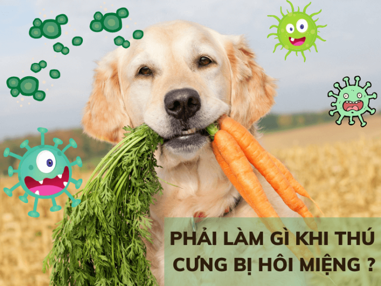 Phải làm gì khi cún cưng bị hôi miệng ?