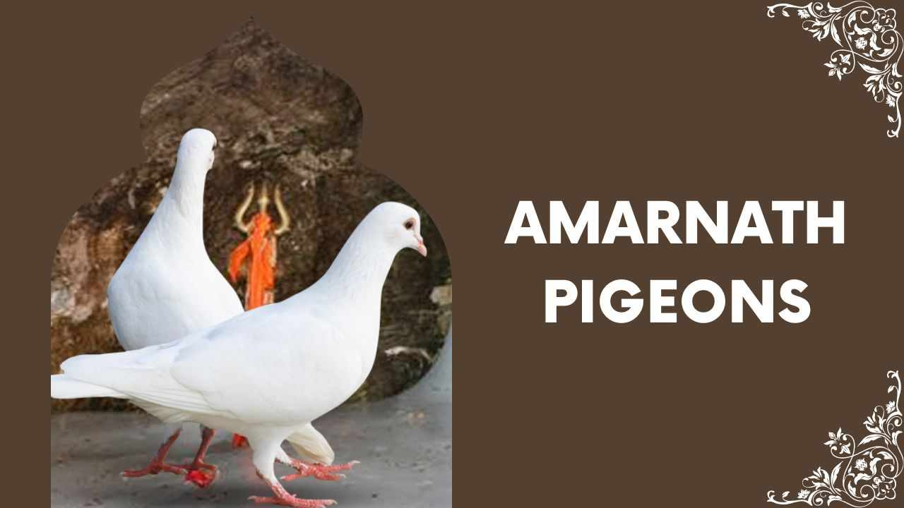 Amarnath Pigeons - Know Everything About a Pair of Pigeons in the Holy Cave - anantjivan.com