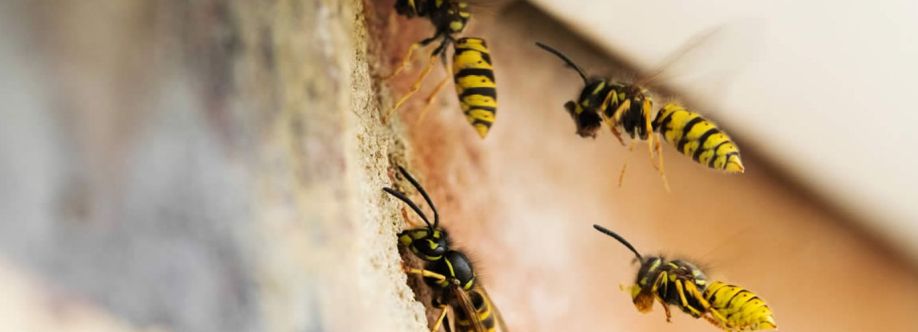 Bee Wasp Removal Perth