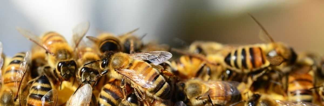 OZ Bee Removal Melbourne