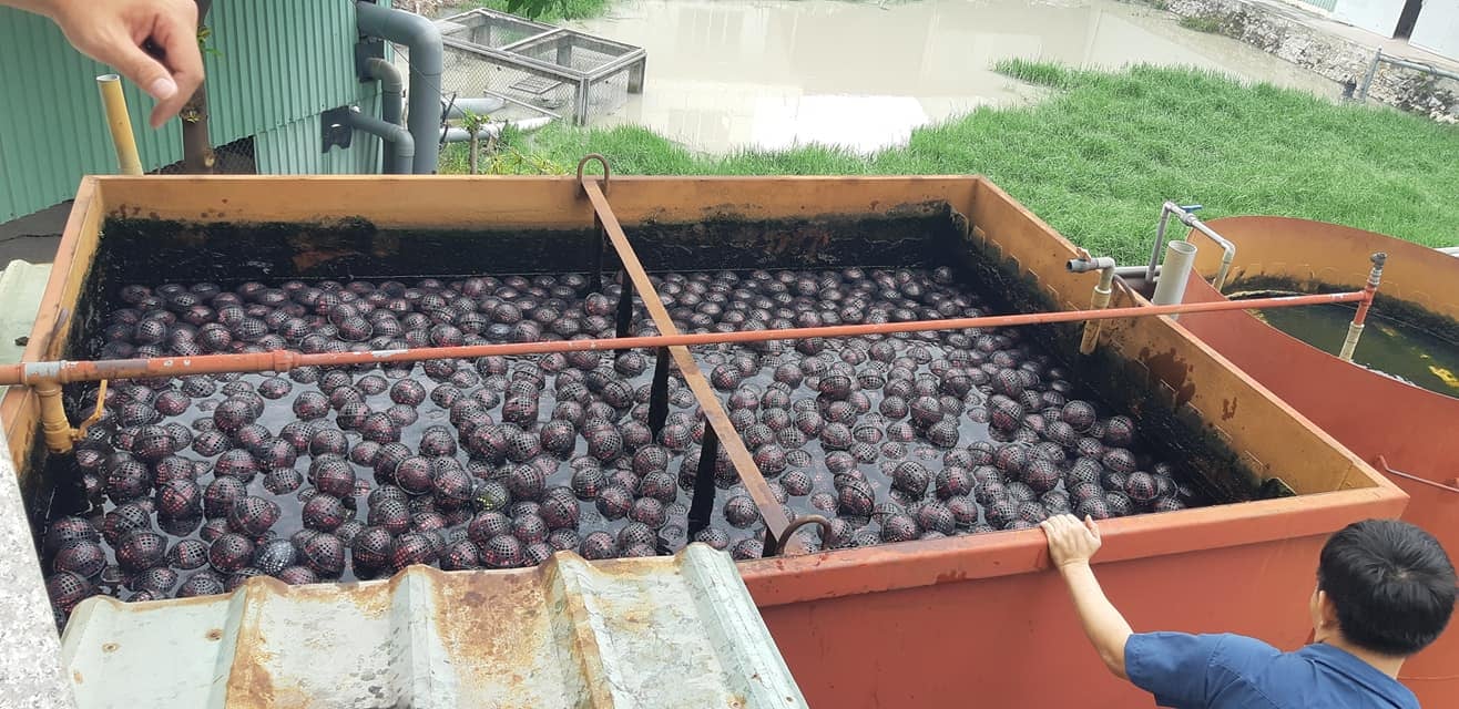 Cách sử dụng giá thể vi sinh dạng cầu trong xử lý nước thải