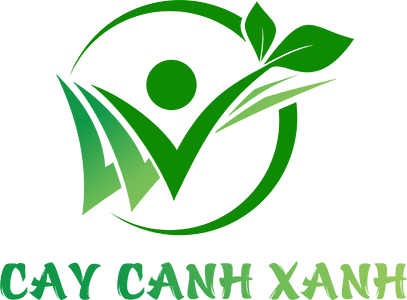 Cây Cảnh Xanh - Cây cảnh, cây giống, chậu cảnh tại Hà Nội