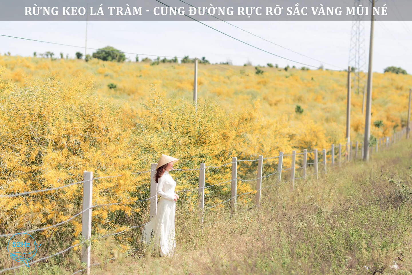 Rừng Hoa Keo Lá Tràm Mũi Né