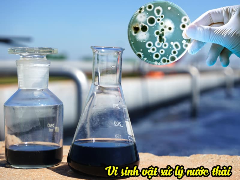 Các công việc cần chuẩn bị trước khi nuôi vi sinh xử lý nước thải