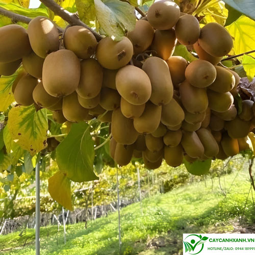 Cây giống kiwi - Quả có nhiều dinh dưỡng và giá trị kinh tế cao