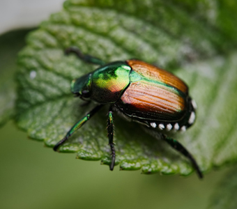 Carpet Beetles pest control in Dubai