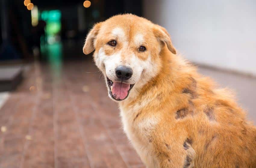 Chó bị viêm da rụng lông: Nguyên nhân, dấu hiệu và cách điều trị hiệu quả - Chăm Sóc Thú Cưng