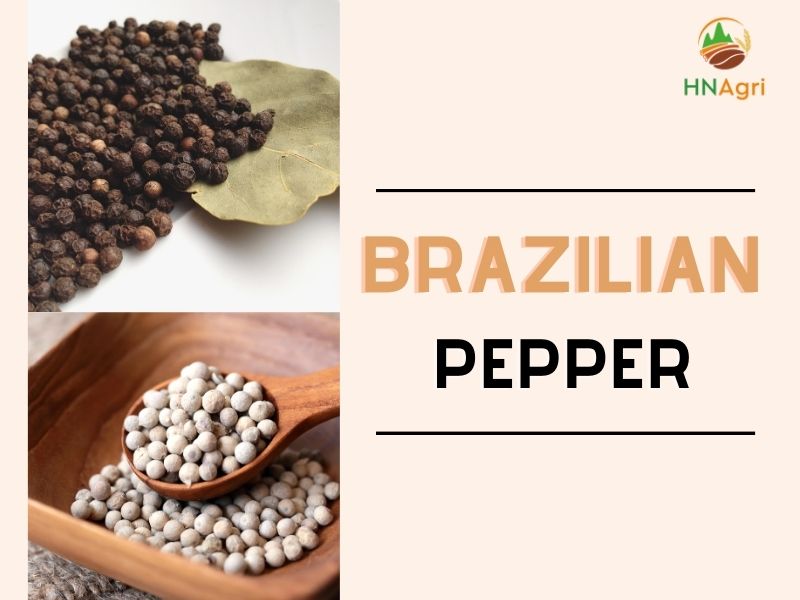 Brazilian Pepper And Some Related Interesting Facts
