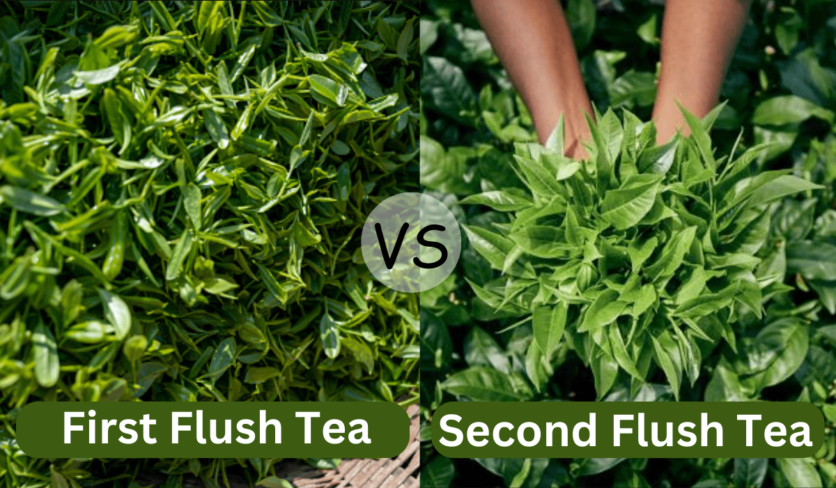 Difference Between First Flush Tea And Second Flush Tea