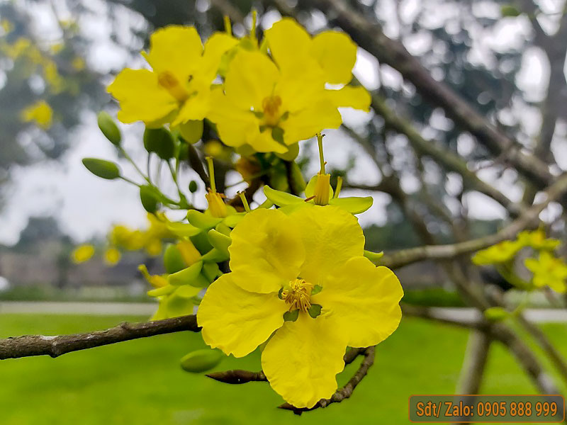 Những cách trồng mai vàng ra hoa đúng dịp Tết từ chuyên gia - Vườn Mai Hoàng Long