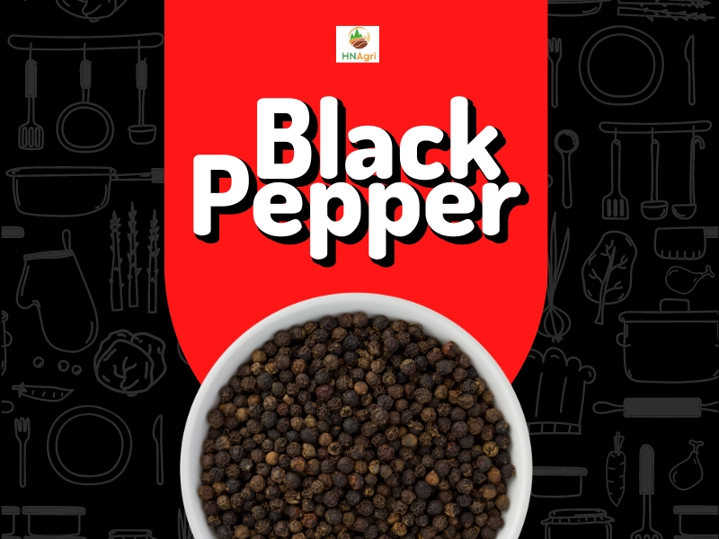 Black Pepper Exporters In India Important Notes Before Purchasing