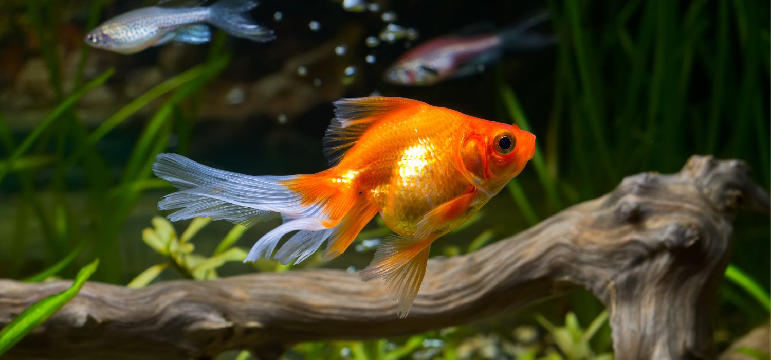Goldfish Ka Scientific Naam Kya Hai - Gyanibaba