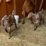 Goats For Sale Near Me