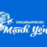 chimcanh manhyen