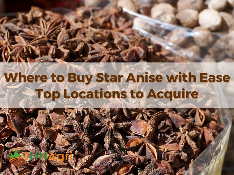 Where to Buy Star Anise with Ease Top Locations to Acquire