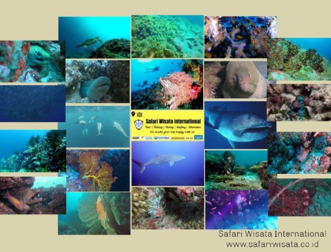 Pulau Weh Diving Package, Sabang Weh Island Dive Trip Price With Resort, Scuba Diving Sites, Season & Best Time - Safari Wisata International