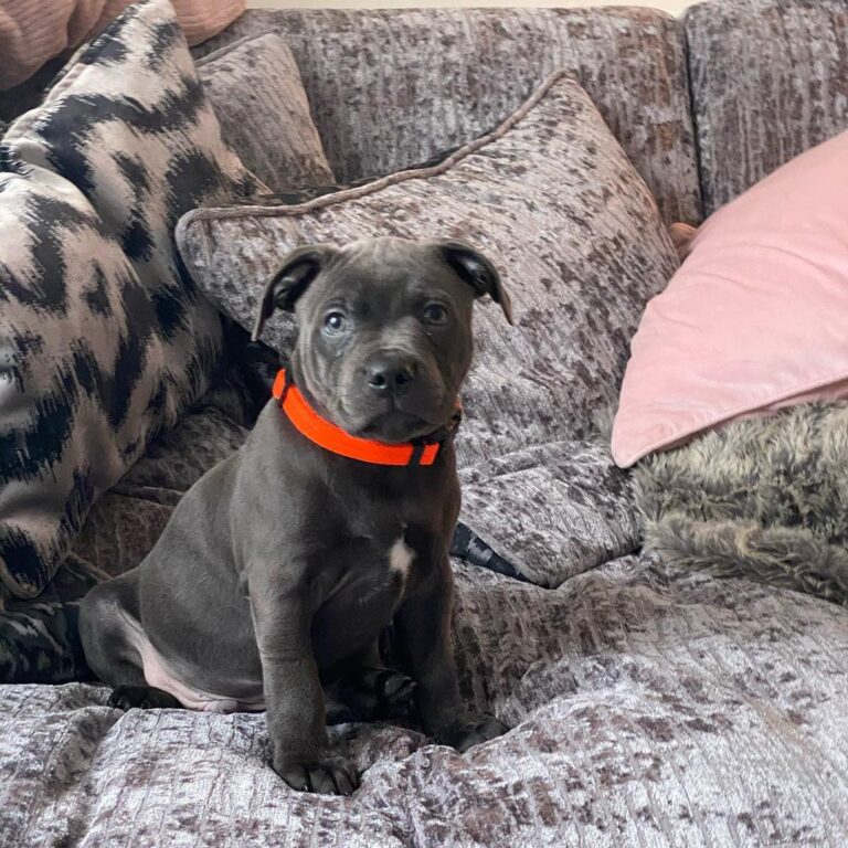 Available-Puppies - American Pitbull Terrier Puppies puppies sale