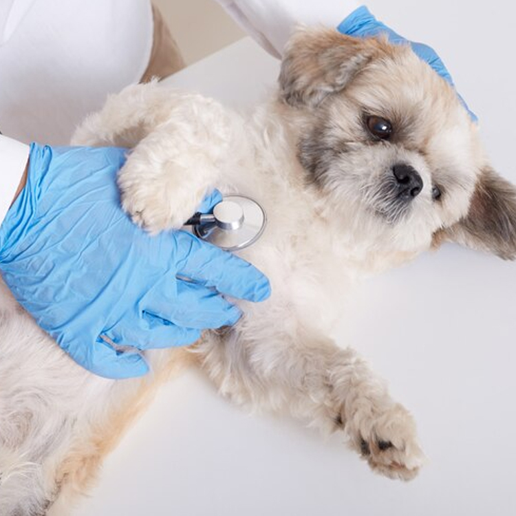 Low Cost Pet Vaccinations Los Angeles | BeWell Animal Hospital