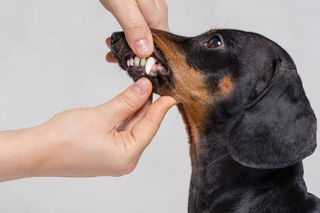 Canine Dentist Near Me| Animal Dental Care | BeWell Animal Hospital