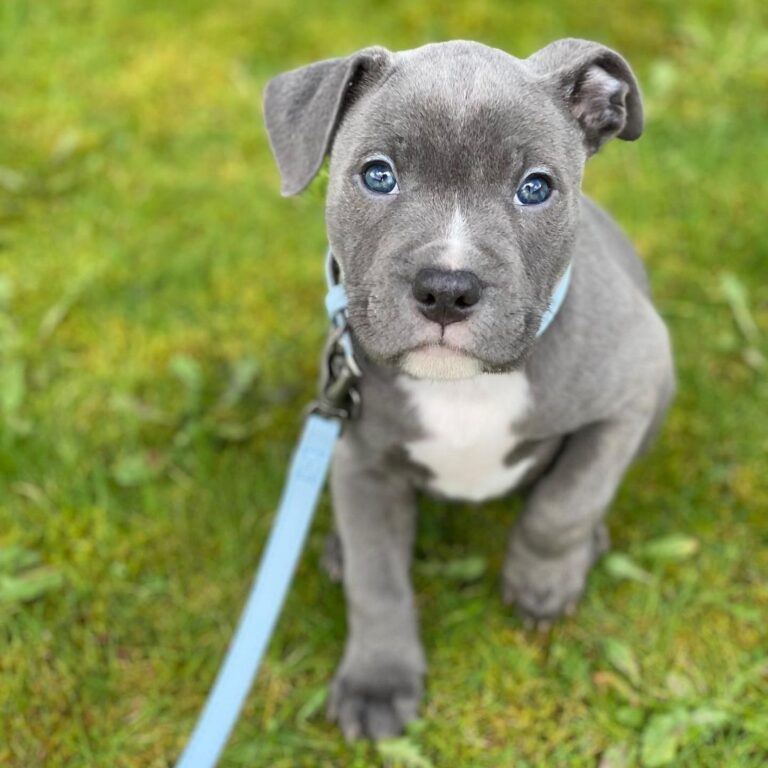 Puppies For Sale - American Pitbull Terrier Puppies puppies sale
