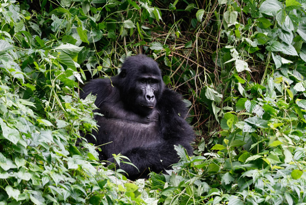 10 Best Uganda Gorilla Trekking Safaris & Tours 2024
