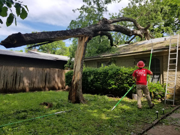 Emergency Tree Service | Your Local Partner for Expert Tree Care