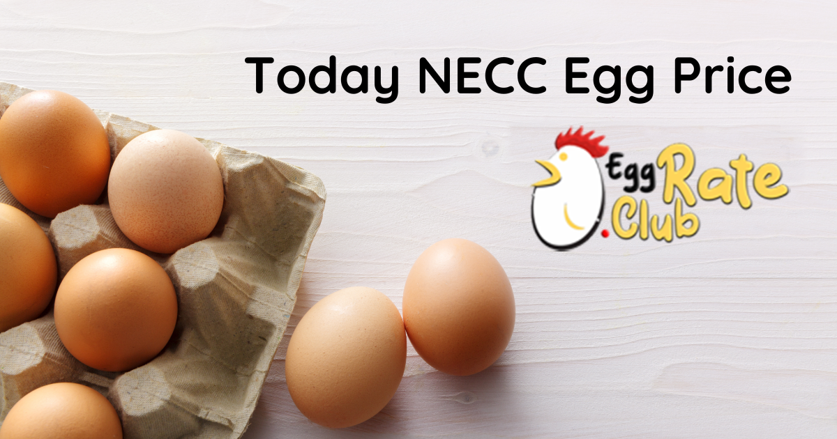 Today Egg Rate in Gujarat - Today Egg Rate | NECC Egg Rate