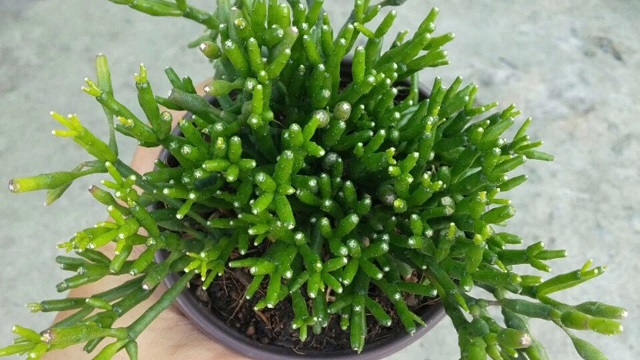 Cây Sừng Hươu - Cây Lộc Nhung