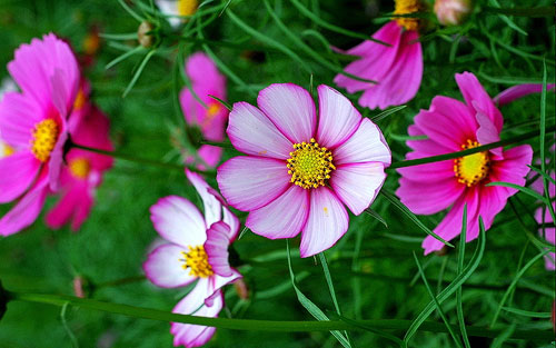 Hoa cúc cánh bướm: Đặc điểm và công dụng tuyệt vời của cây