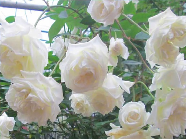 Những điều có thể bạn chưa biết về hồng bạch cổ